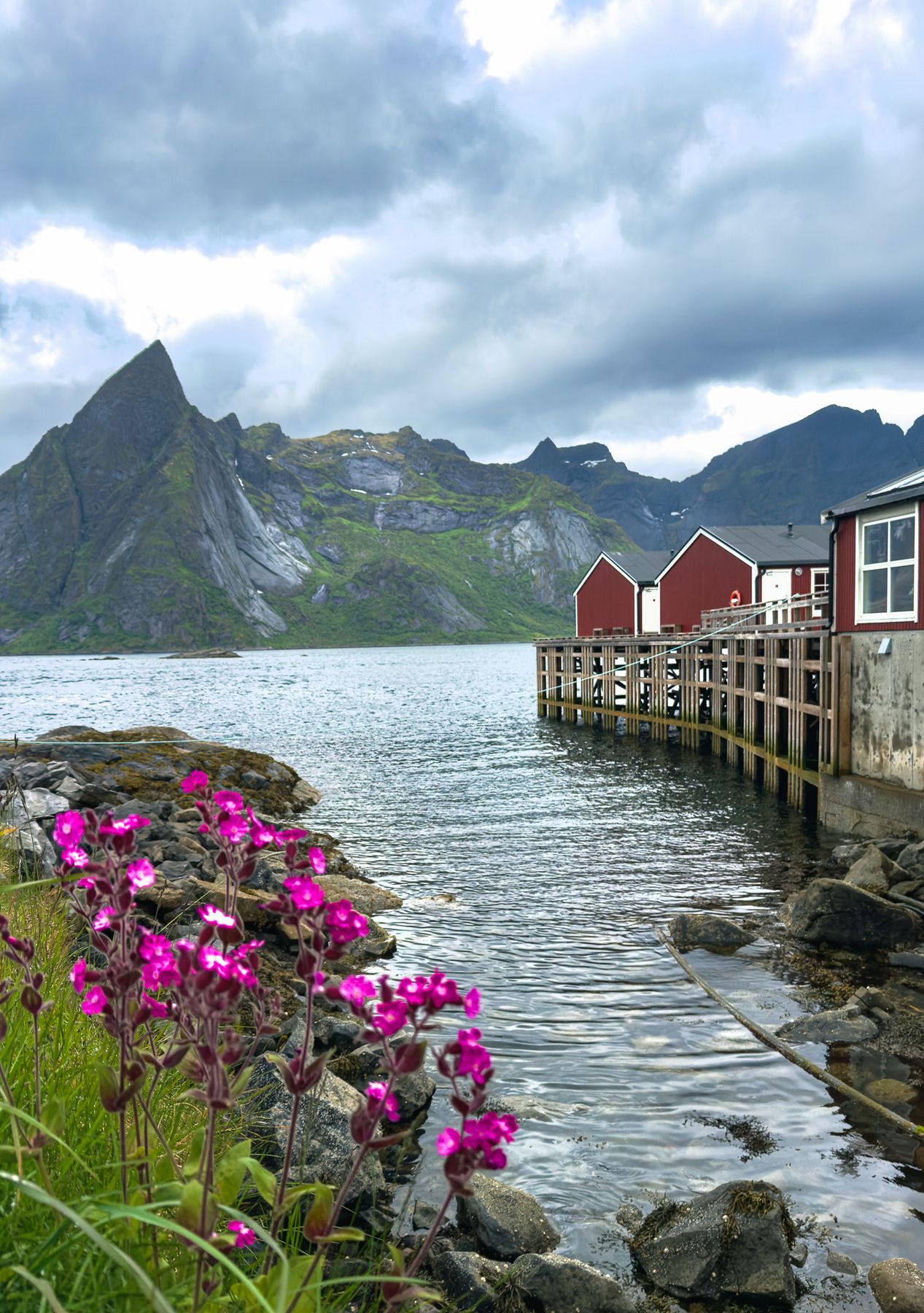 Pink flowers by the fjord, red houses and mountains behind, Lofoten