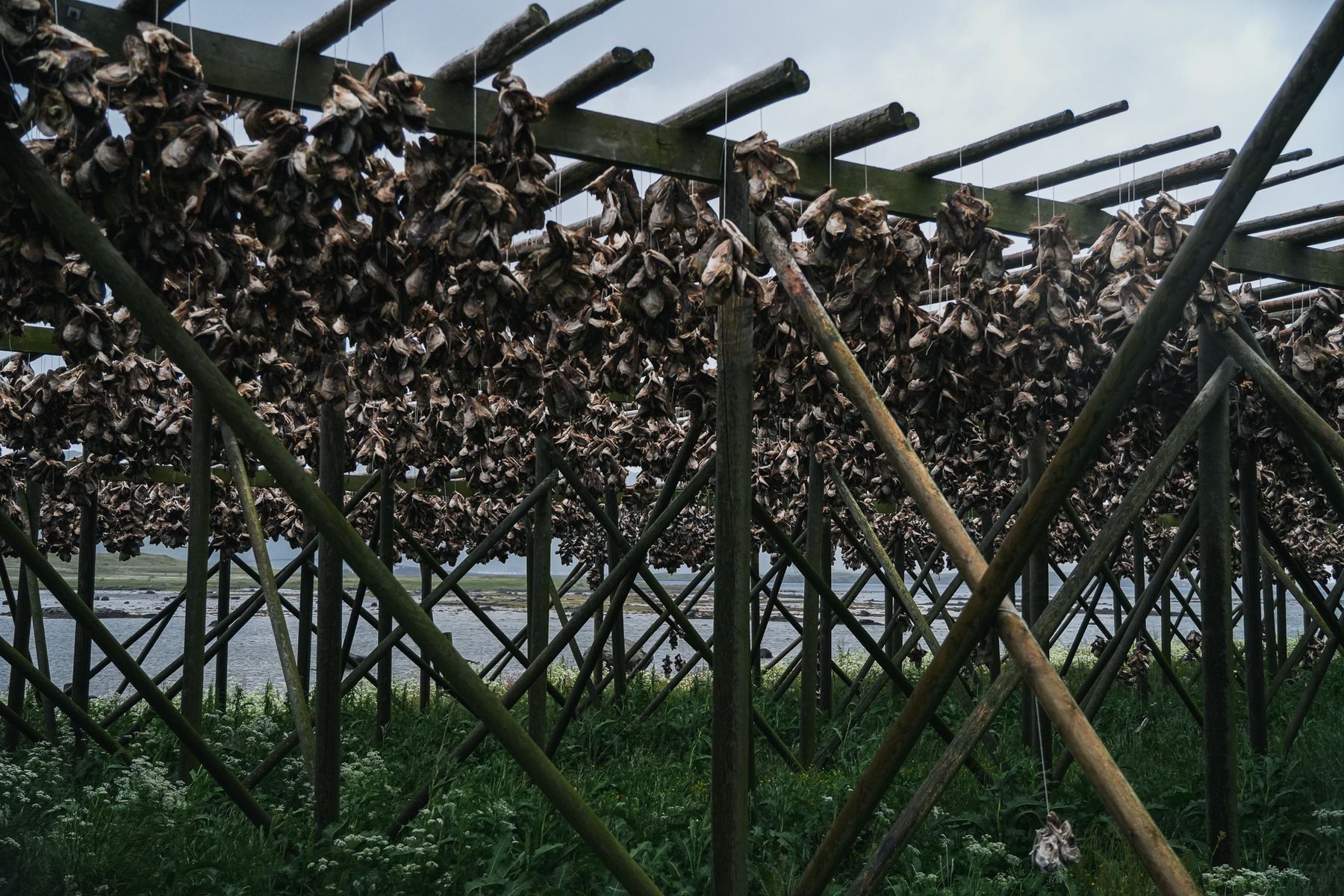 Stockfish drying racks, Lofoten